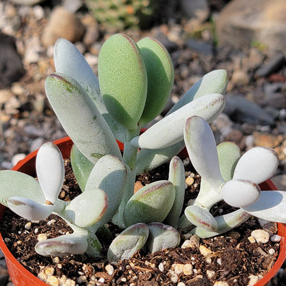 DesertScapeSucculent Succulent 4" Assorted Cotyledon orbiculata 'Pig's Ear'