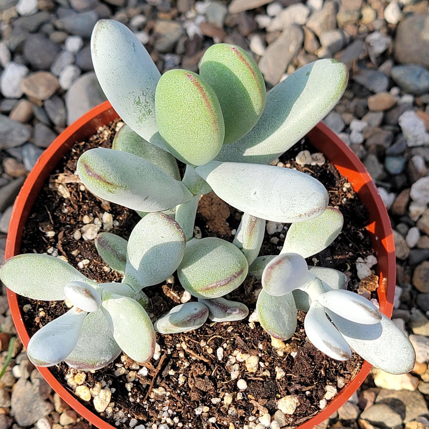 DesertScapeSucculent Succulent 4" Assorted Cotyledon orbiculata 'Pig's Ear'