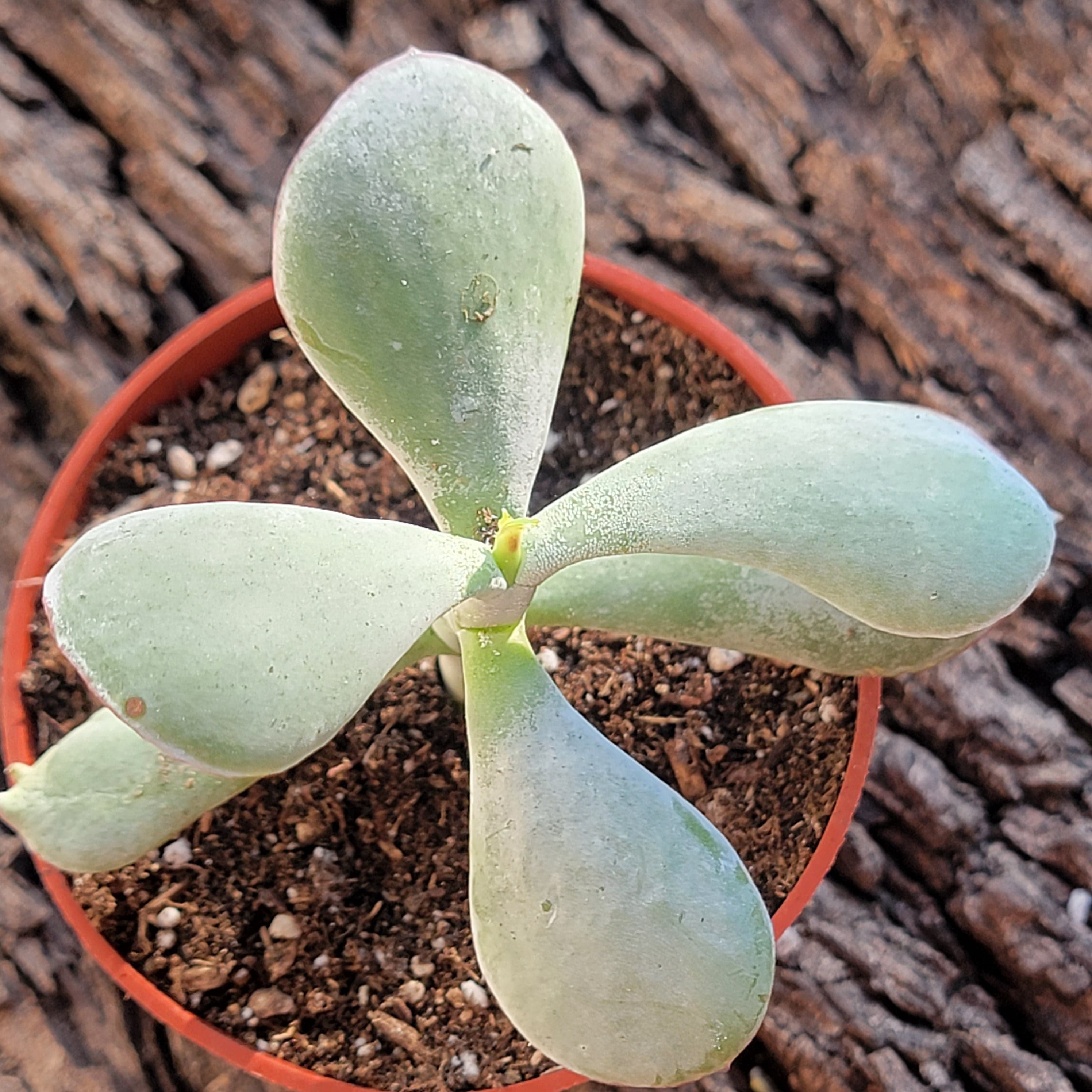 Cotyledon Orbiculata 'Pig's Ear' – DesertScapeSucculent