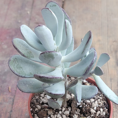 Cotyledon orbiculata ‘Silver Peak’