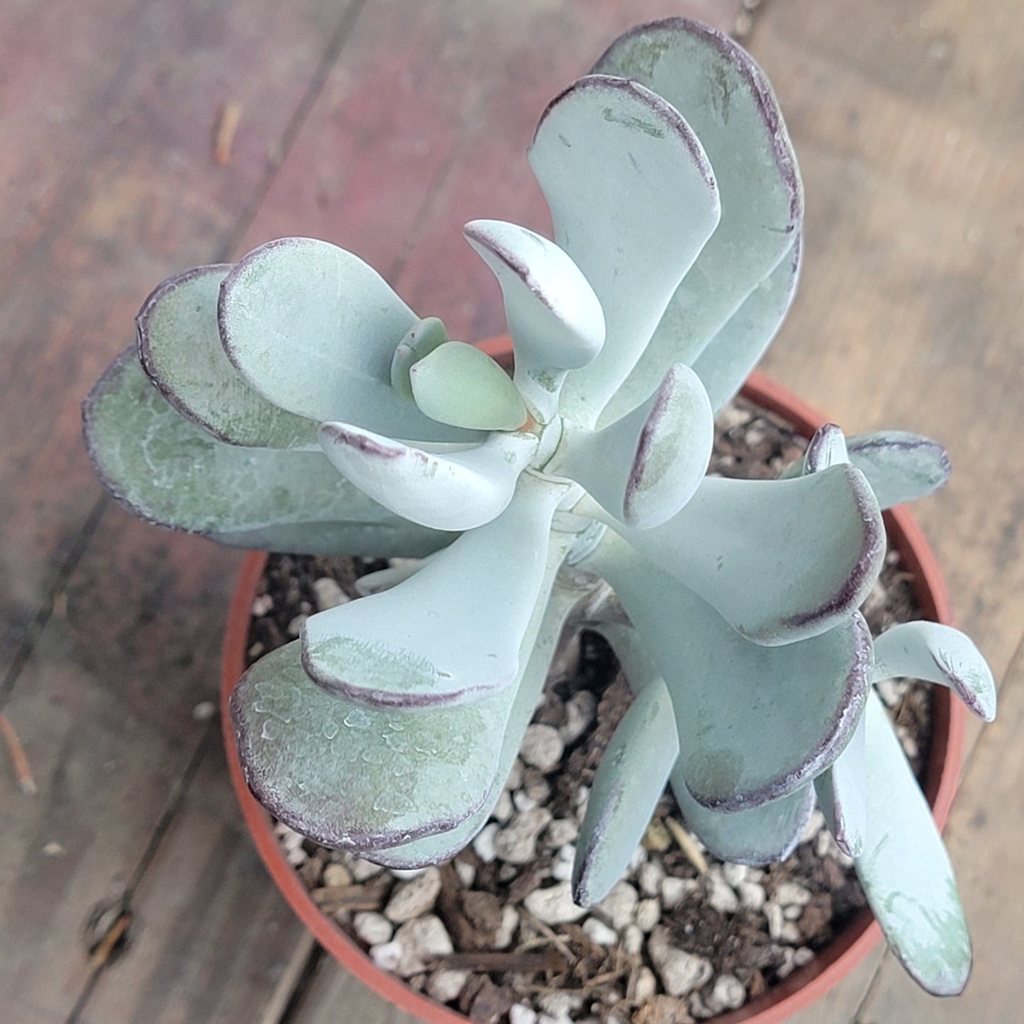 Cotyledon orbiculata ‘Silver Peak’