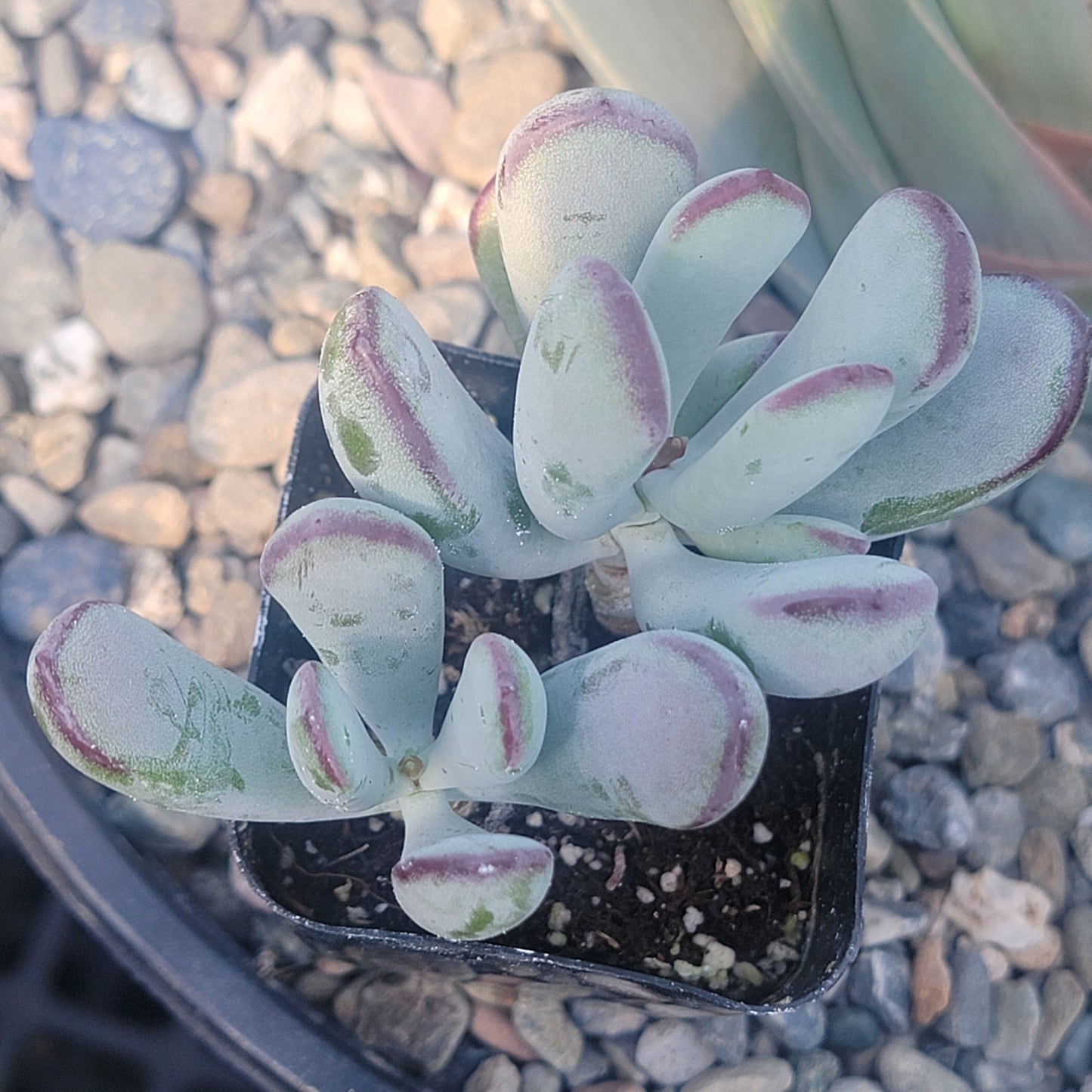 Cotyledon orbiculata ‘Silver Peak’