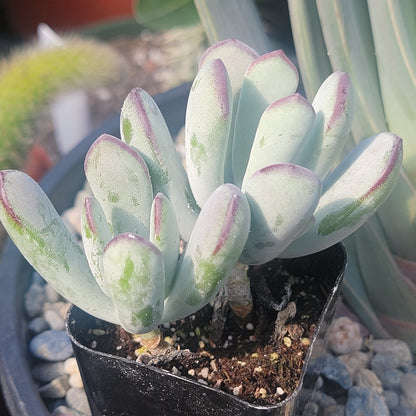 Cotyledon orbiculata ‘Silver Peak’