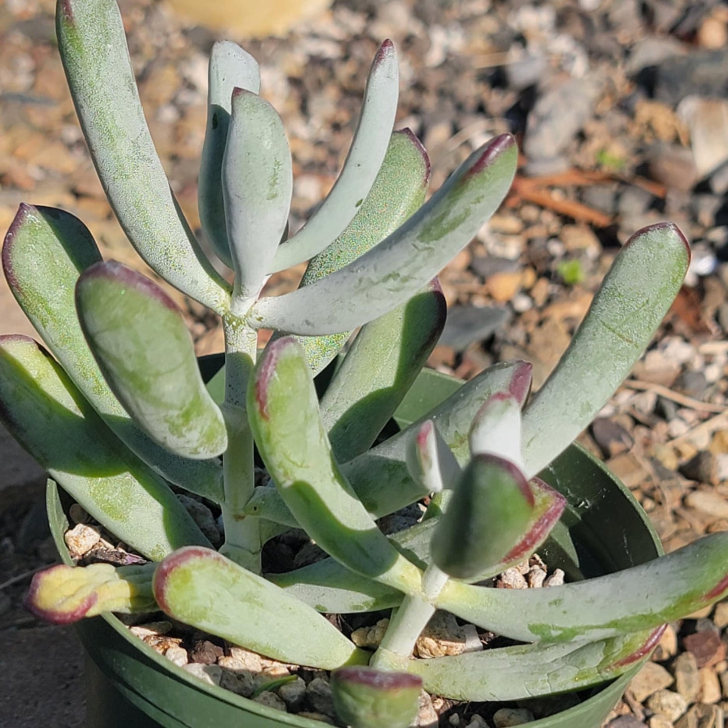 silver peak succulent Cotyledon orbiculata 'Silver Peak' – DesertScapeSucculent