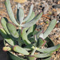 Cotyledon orbiculata ‘Silver Peak’ - 4 Inch Assorted - Succulent - DesertScapeSucculent