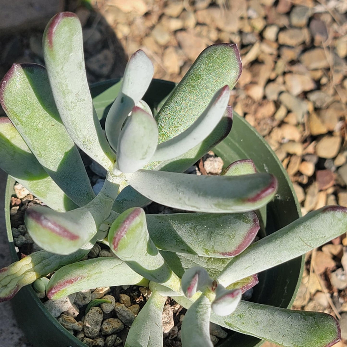 DesertScapeSucculent Succulent 4" Assorted Cotyledon orbiculata ‘Silver Peak’