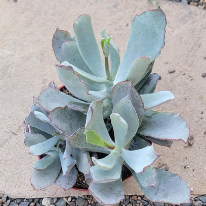 silver waves succulent Cotyledon orbiculata 'Silver Waves' – DesertScapeSucculent