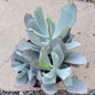Cotyledon orbiculata 'Silver Waves' - 4 Inch Assorted - Succulent - DesertScapeSucculent