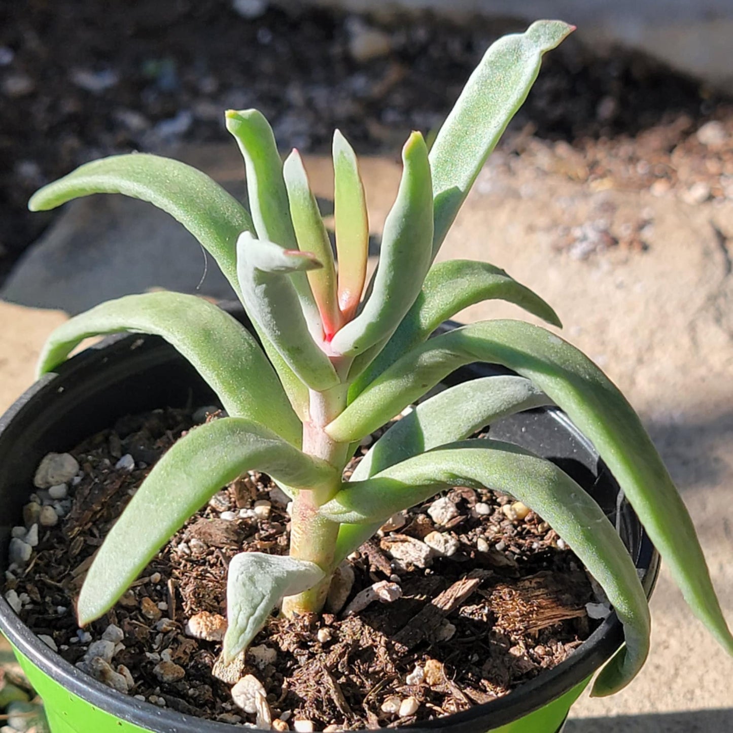 DesertScapeSucculent Succulent 4" Assorted Cotyledon orbiculata var. oblonga