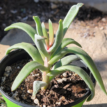 DesertScapeSucculent Succulent 4" Assorted Cotyledon orbiculata var. oblonga