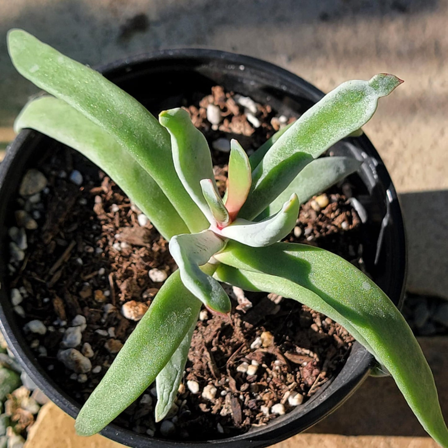 DesertScapeSucculent Succulent Cotyledon orbiculata var. oblonga