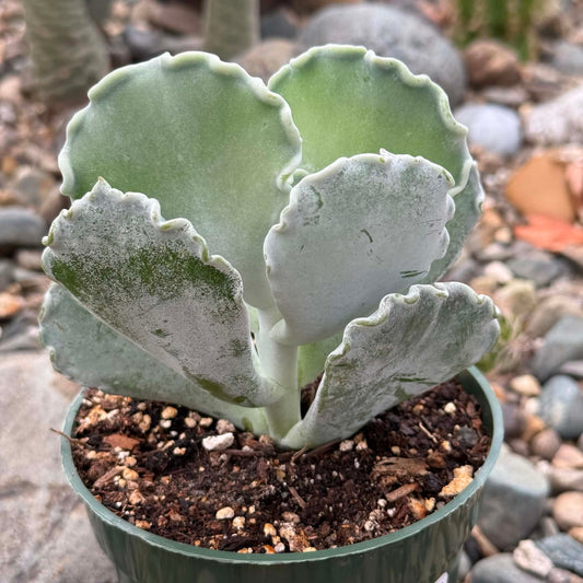 DesertScapeSucculent Succulent 4 Inch Cotyledon orbigulata 'Undulata Silver Crown'