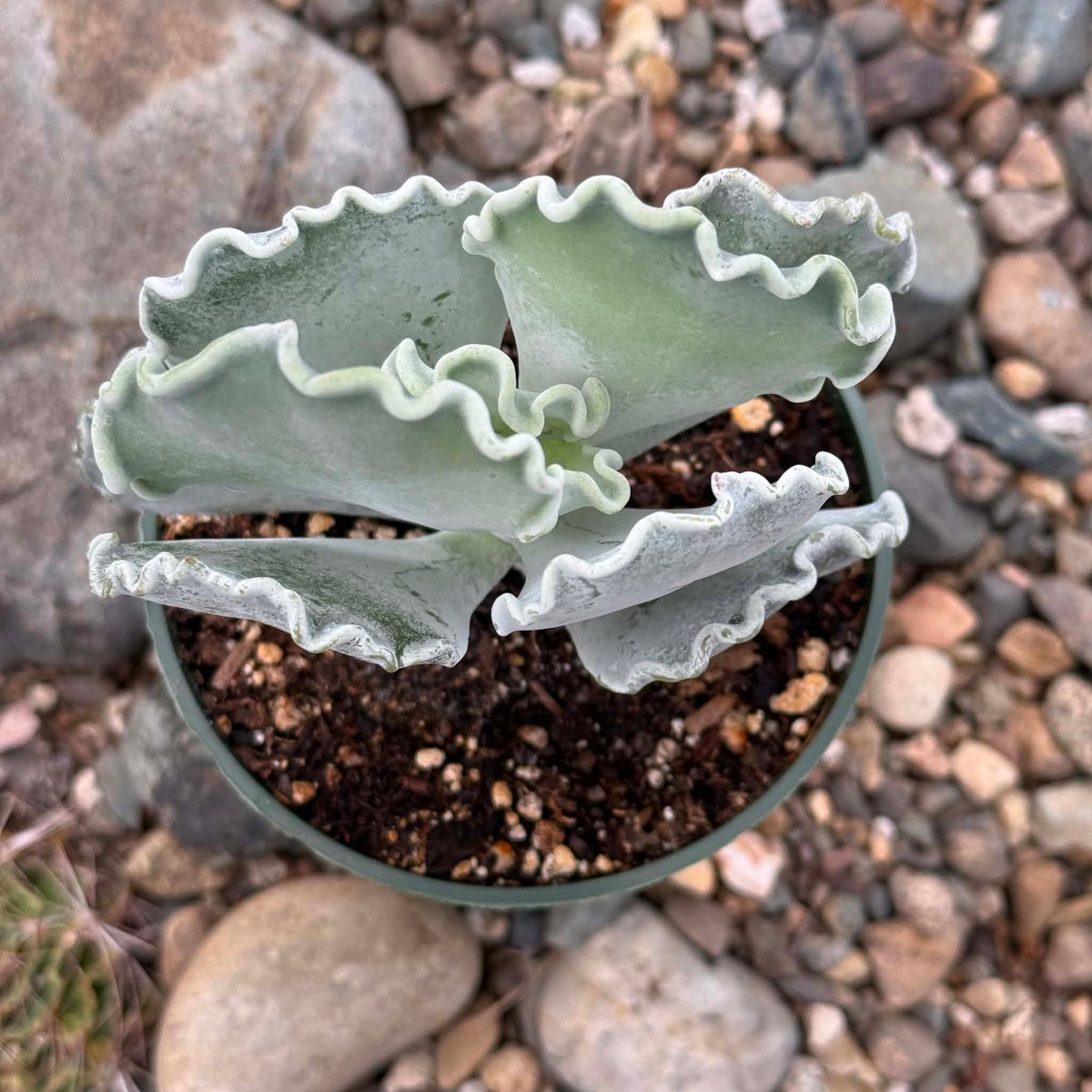 DesertScapeSucculent Succulent 4 Inch Cotyledon orbigulata 'Undulata Silver Crown'