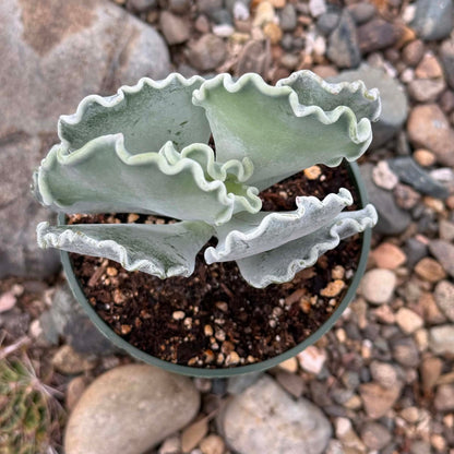 DesertScapeSucculent Succulent 4 Inch Cotyledon orbigulata 'Undulata Silver Crown'