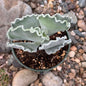 DesertScapeSucculent Succulent 4 Inch Cotyledon orbigulata 'Undulata Silver Crown'