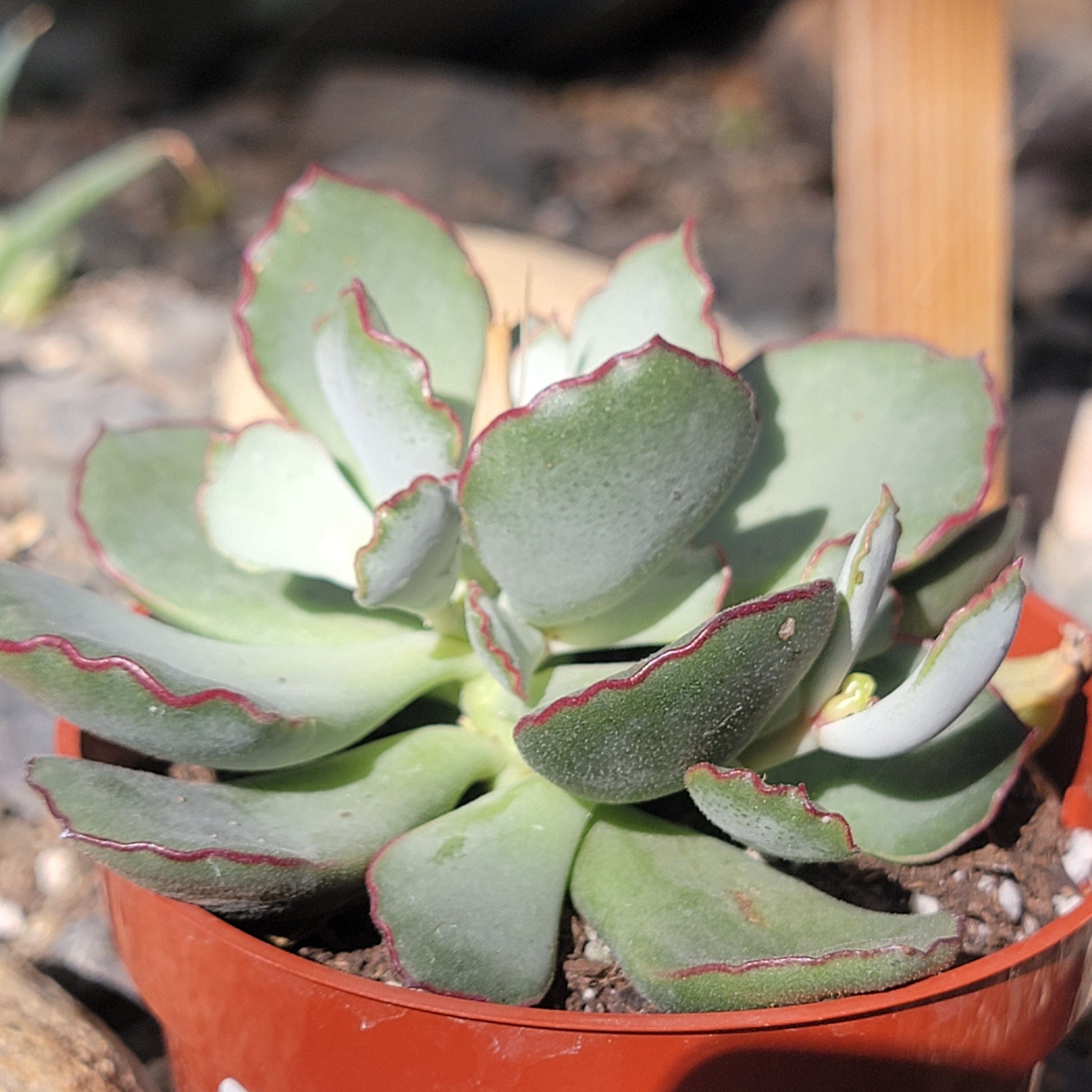 succulent line Cotyledon papillaris 'Choco Line'