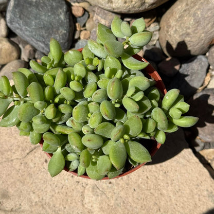 DesertScapeSucculent Succulent Cotyledon Pendens