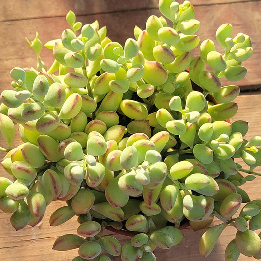 Cotyledon Pendens