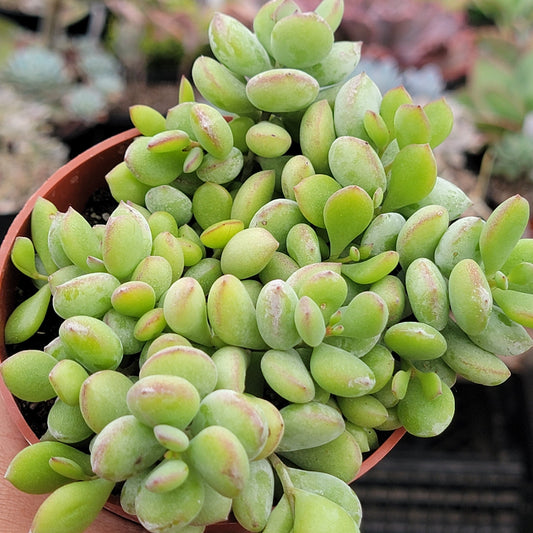 DesertScapeSucculent Succulent 4" Assorted Cotyledon Pendens