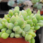 DesertScapeSucculent Succulent Cotyledon Pendens