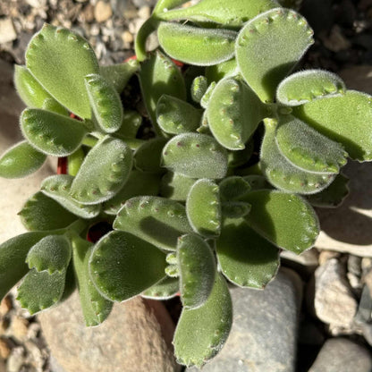 Cotyledon tomentosa 'Bear's Paw' - 4 Inch Variegated - Succulent - DesertScapeSucculent