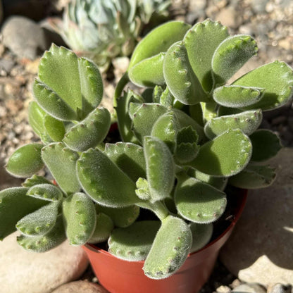 Cotyledon tomentosa 'Bear's Paw' - 4 Inch Green - Succulent - DesertScapeSucculent