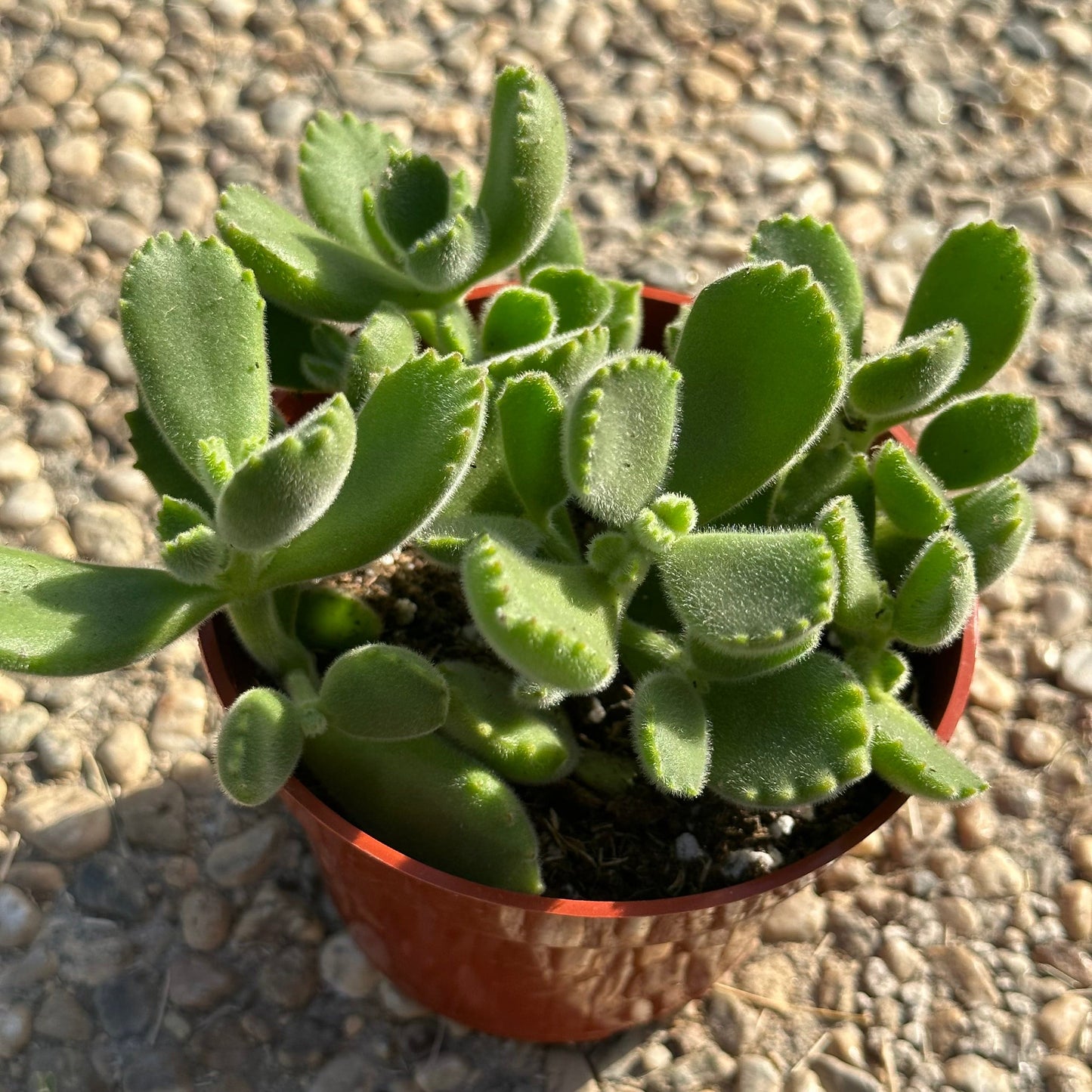 Cotyledon tomentosa 'Patte d'ours'