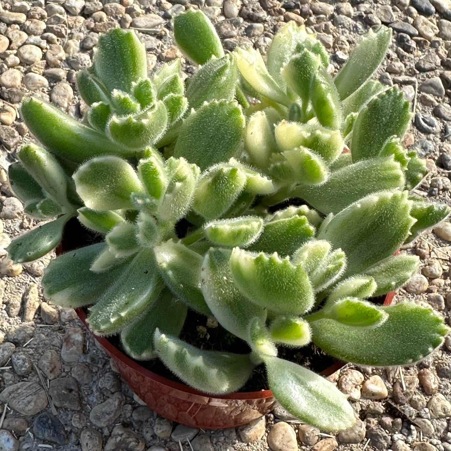 DesertScapeSucculent Succulent 4" Assorted Variegated Cotyledon tomentosa 'Bear's Paw'