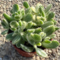 Cotyledon tomentosa 'Bear's Paw' - 4 Inch Variegated - Succulent - DesertScapeSucculent
