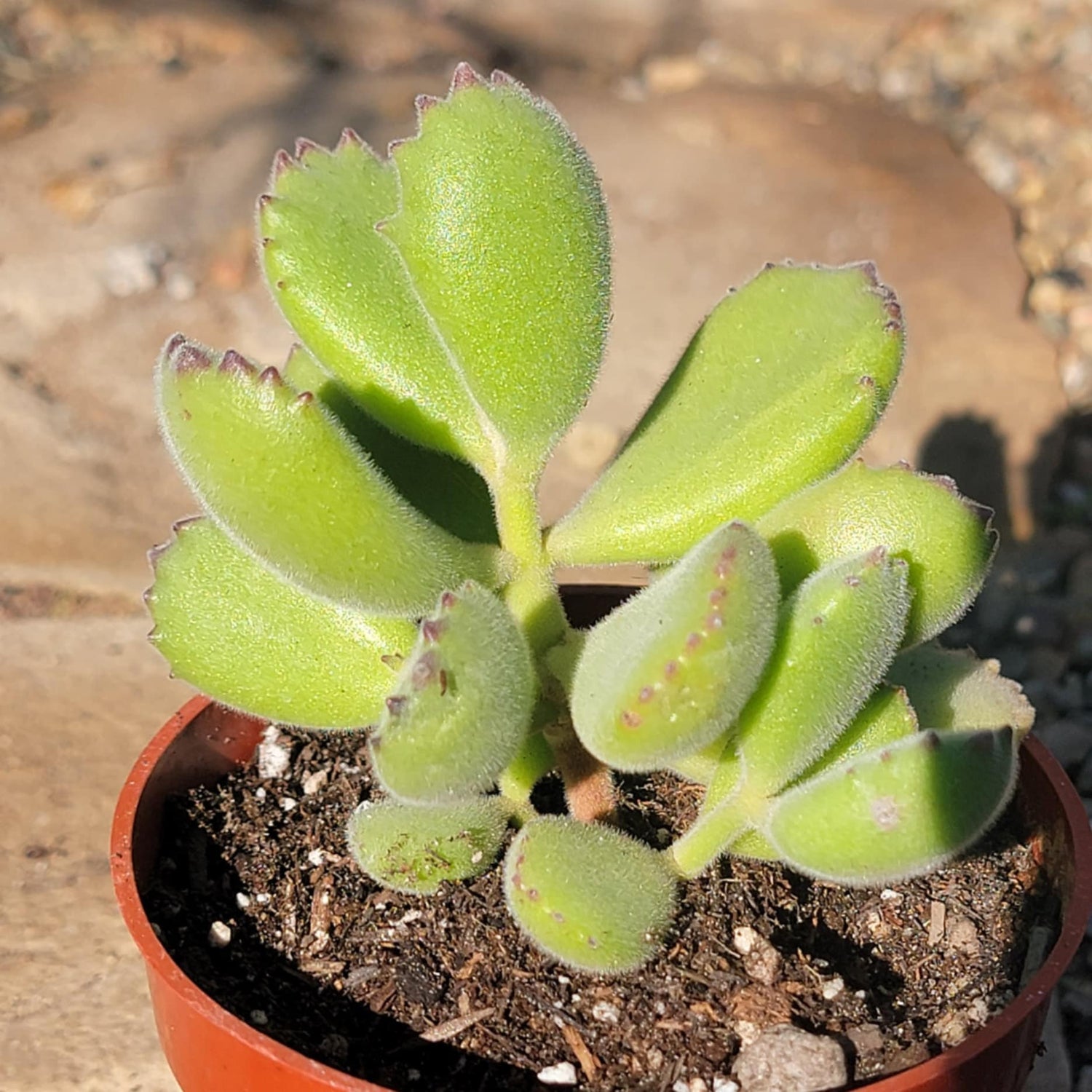 DesertScapeSucculent Succulent 3.5" Assorted Green Cotyledon tomentosa 'Bear's Paw'