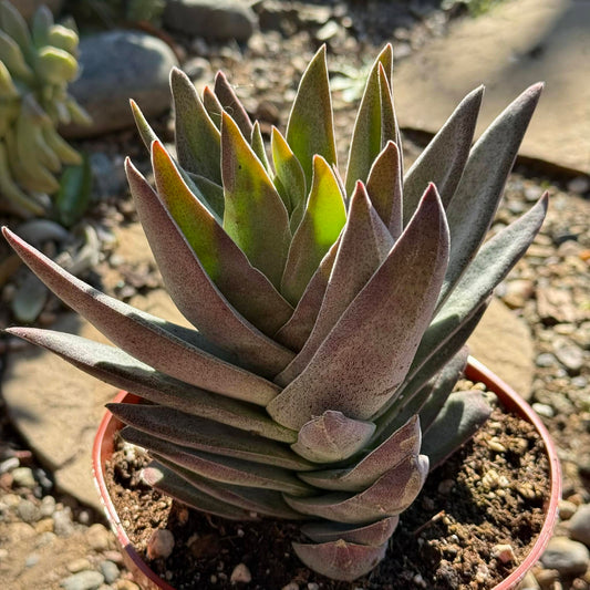 DesertScapeSucculent Succulent 6 Inch Crassula Alba 'Garnet Lotus'