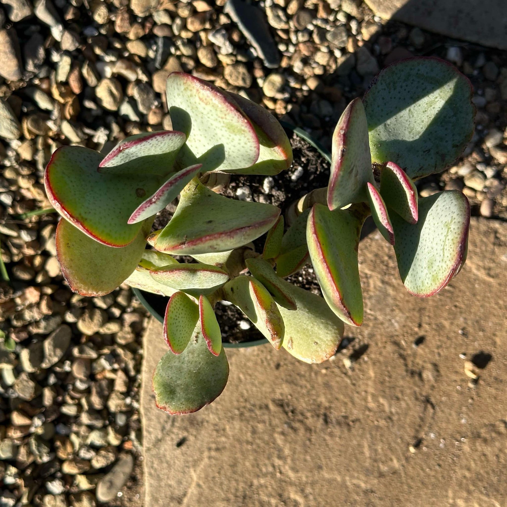 DesertScapeSucculent Succulent 4" Assorted Crassula Arborescens 'Silver Dollar Jade'