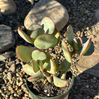 DesertScapeSucculent Succulent 4" Assorted Crassula Arborescens 'Silver Dollar Jade'