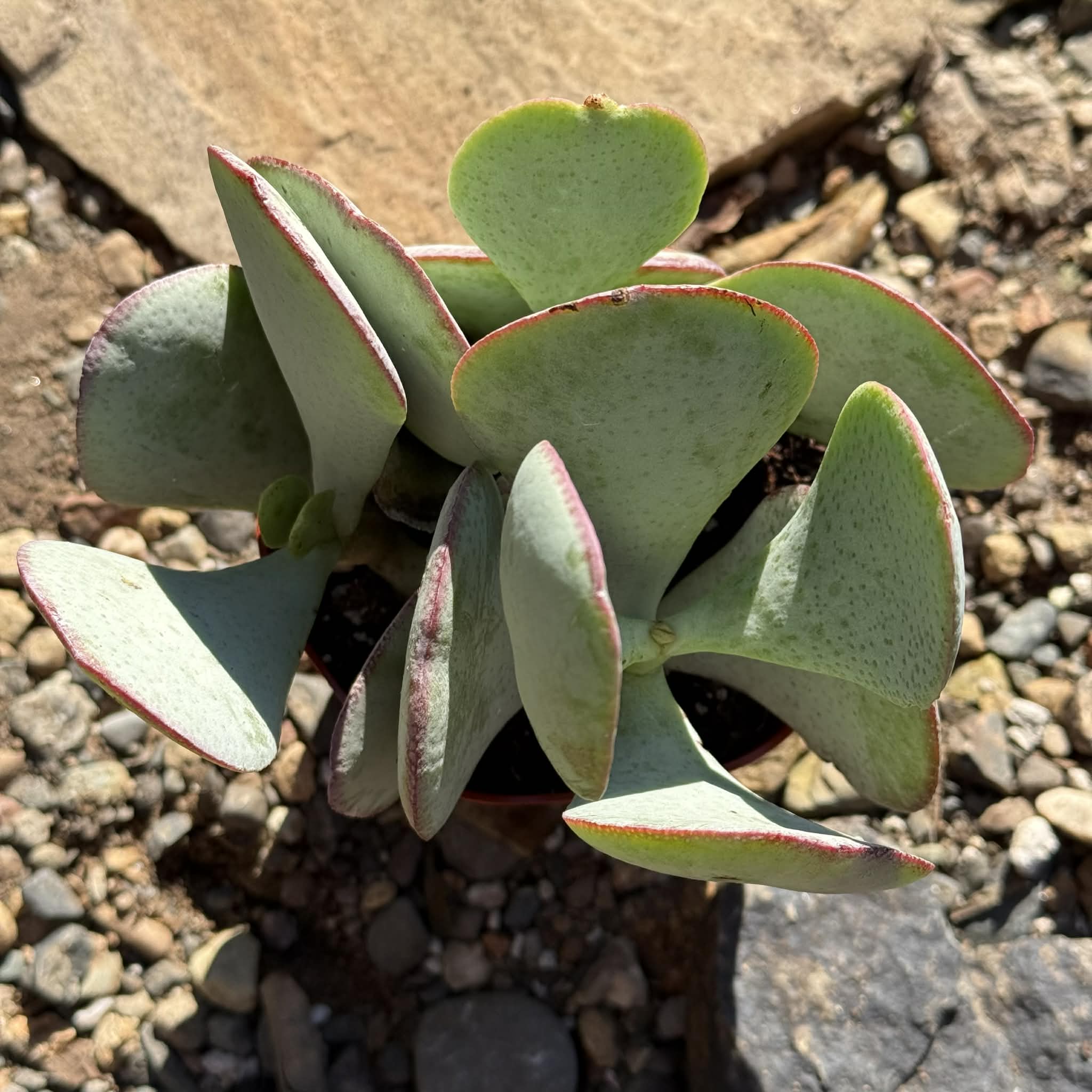 Crassula Arborescens 'Silver Dollar Jade'