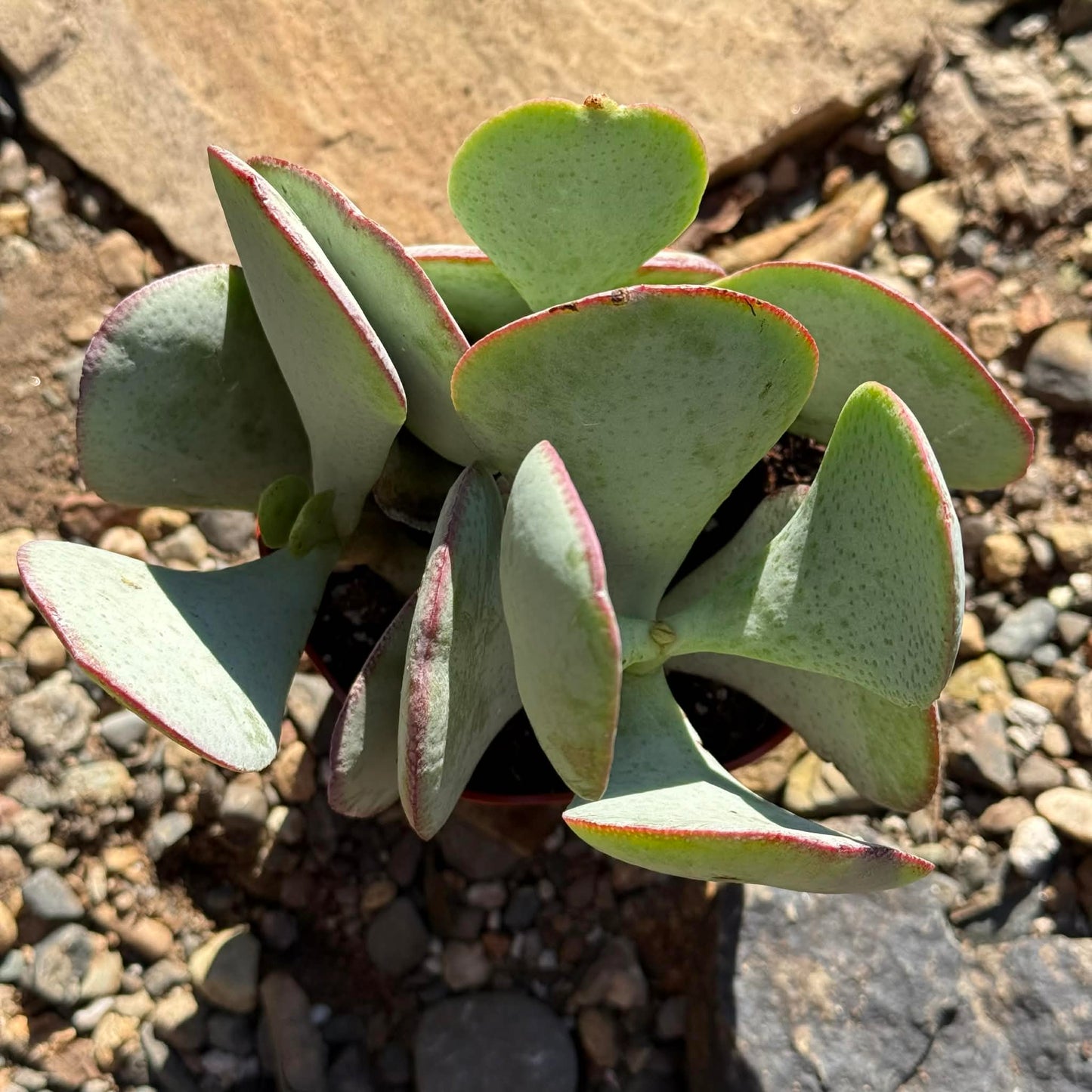 DesertScapeSucculent Succulent 4 Inch Assorted Crassula Arborescens 'Silver Dollar Jade'