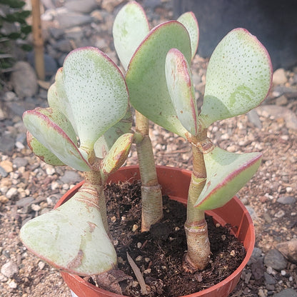 Crassula Arborescens 'Silver Dollar Jade'