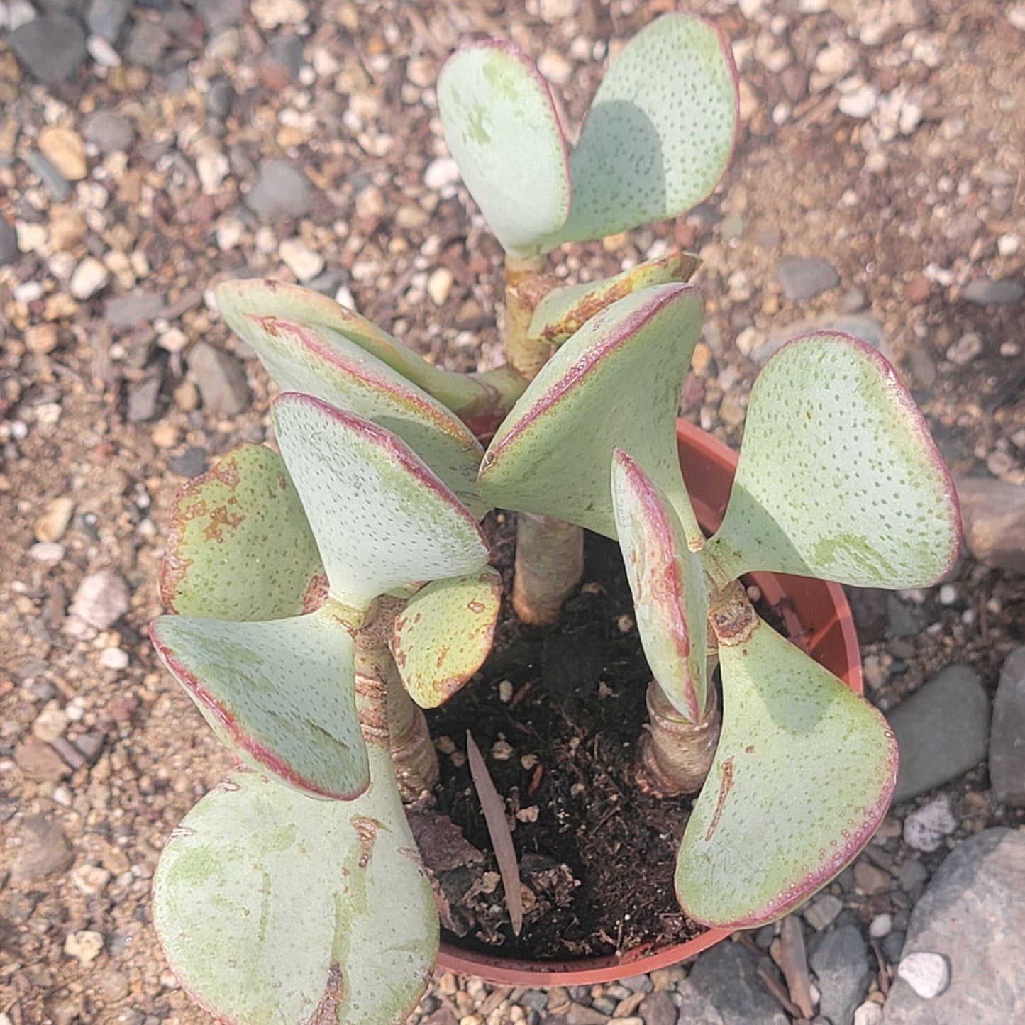 Crassula Arborescens 'Silver Dollar Jade'