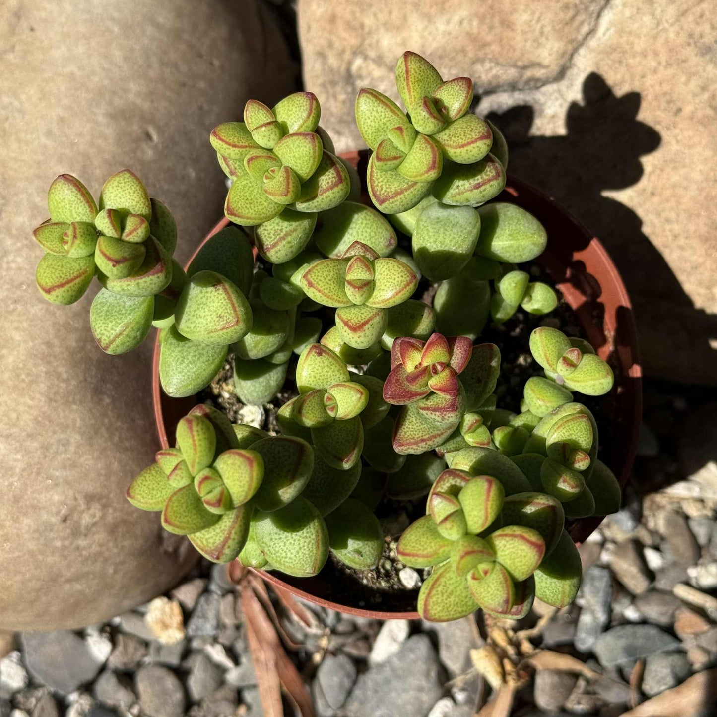 Crassula brevifolia - 4 Inch Assorted - Succulent - DesertScapeSucculent