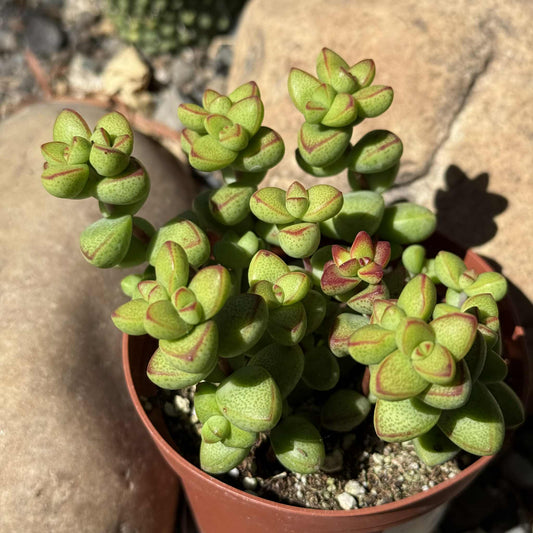 Crassula brevifolia - 4 Inch Assorted - Succulent - DesertScapeSucculent