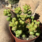 Crassula brevifolia - 4 Inch Assorted - Succulent - DesertScapeSucculent