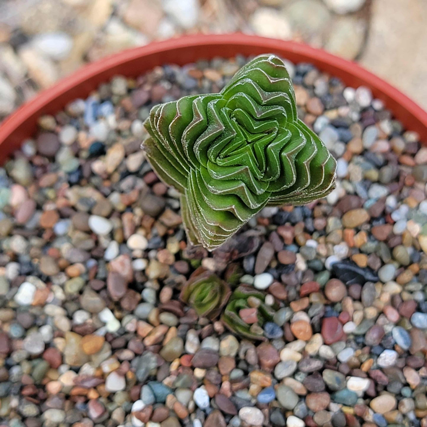Crassula 'Budda's Temple' - 4 Inch Assorted - Succulent - DesertScapeSucculent