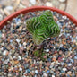 Crassula 'Budda's Temple' - 4 Inch Assorted - Succulent - DesertScapeSucculent
