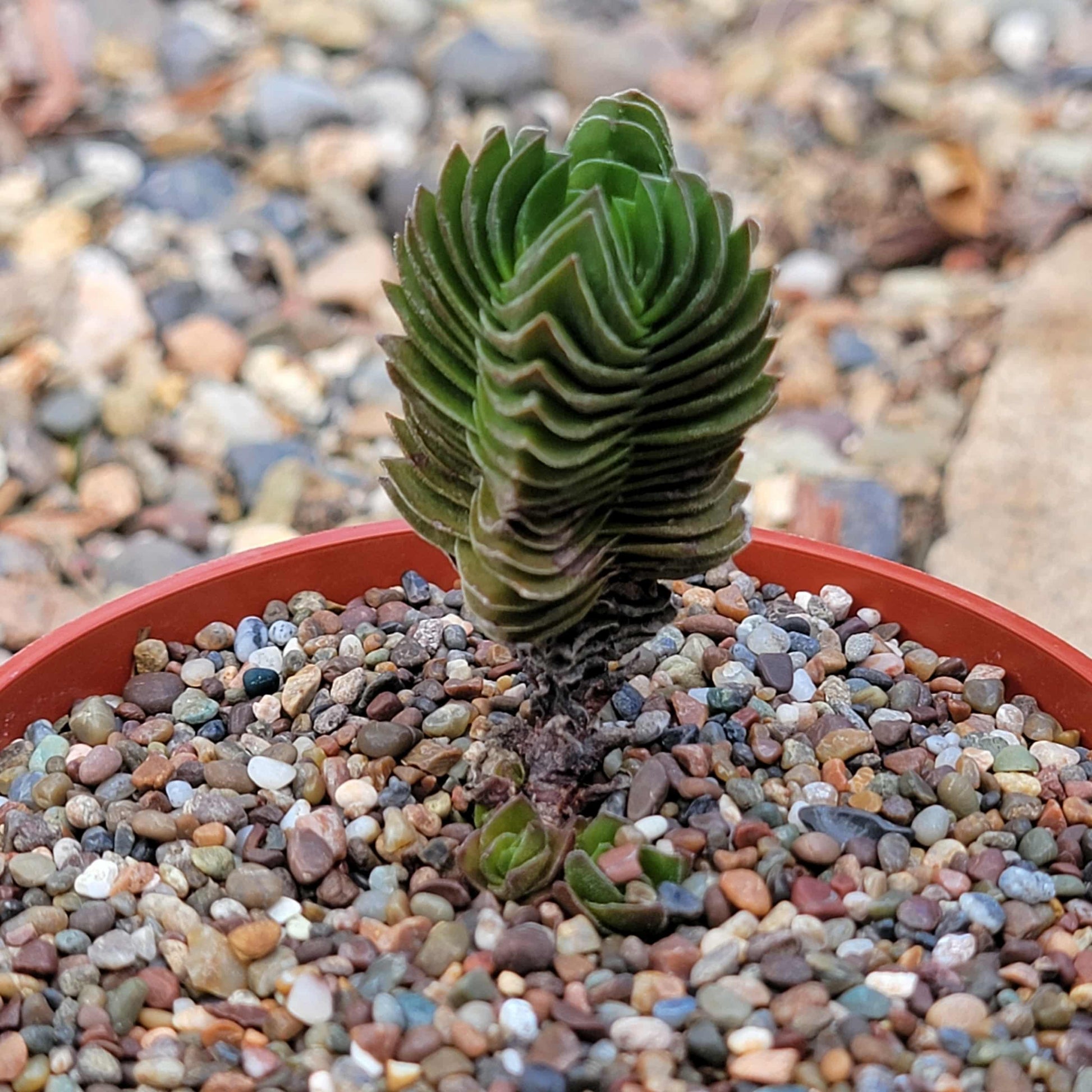 Crassula 'Budda's Temple' - 4 Inch Assorted - Succulent - DesertScapeSucculent