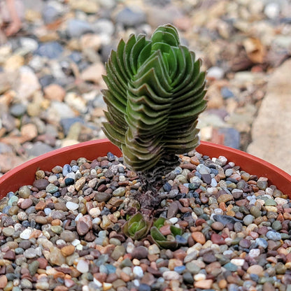Crassula 'Budda's Temple' - 4 Inch Assorted - Succulent - DesertScapeSucculent