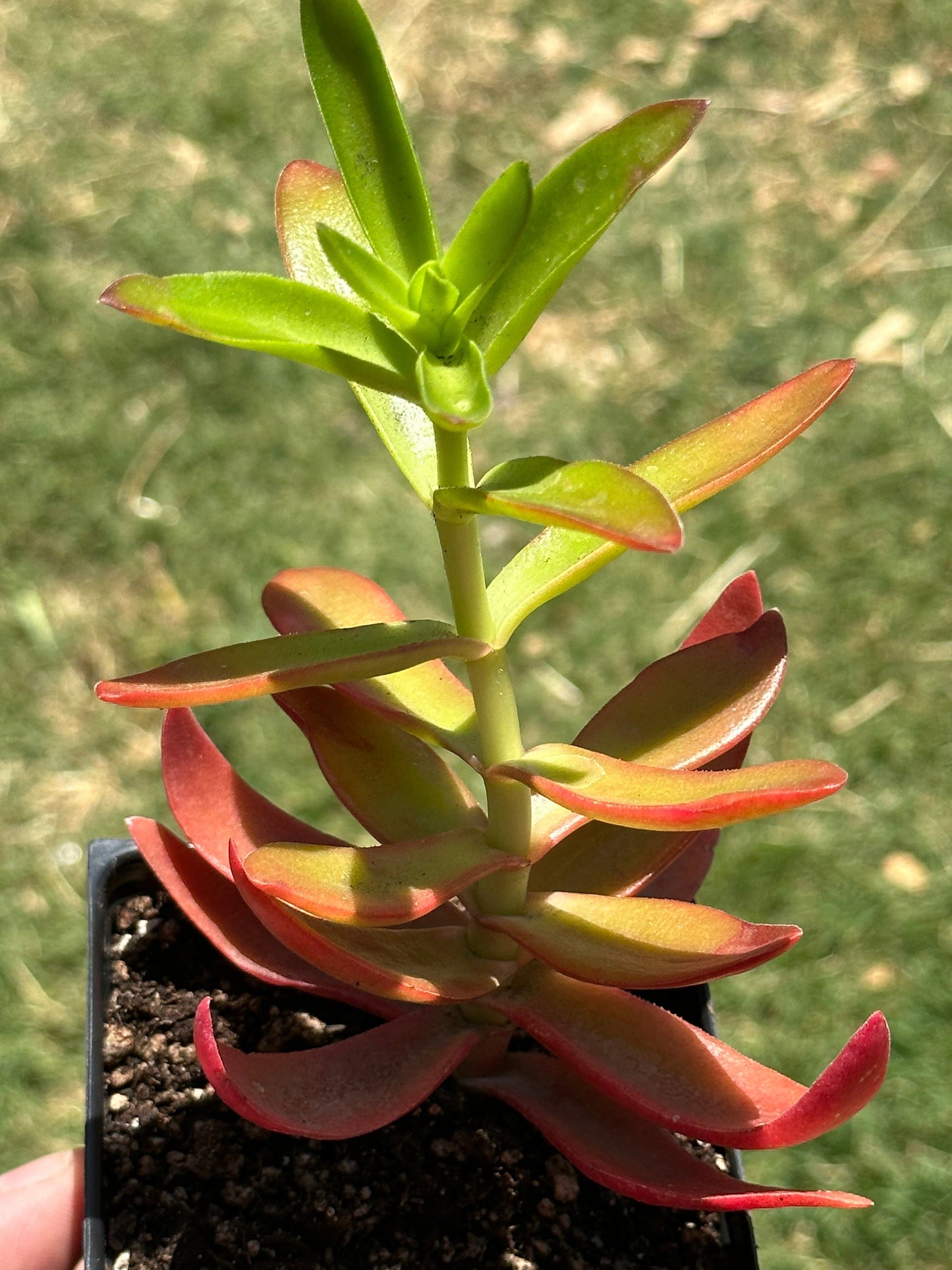 Crassula 'Campfire'