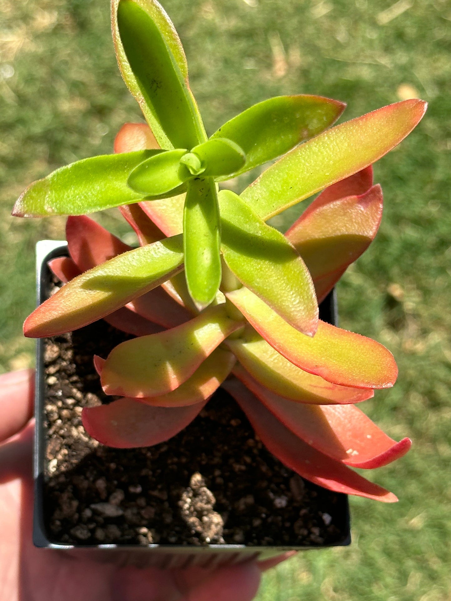 Crassula 'Fogata'