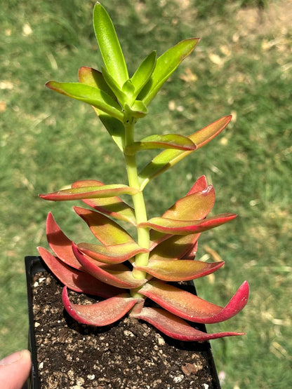 Crassula 'Campfire'