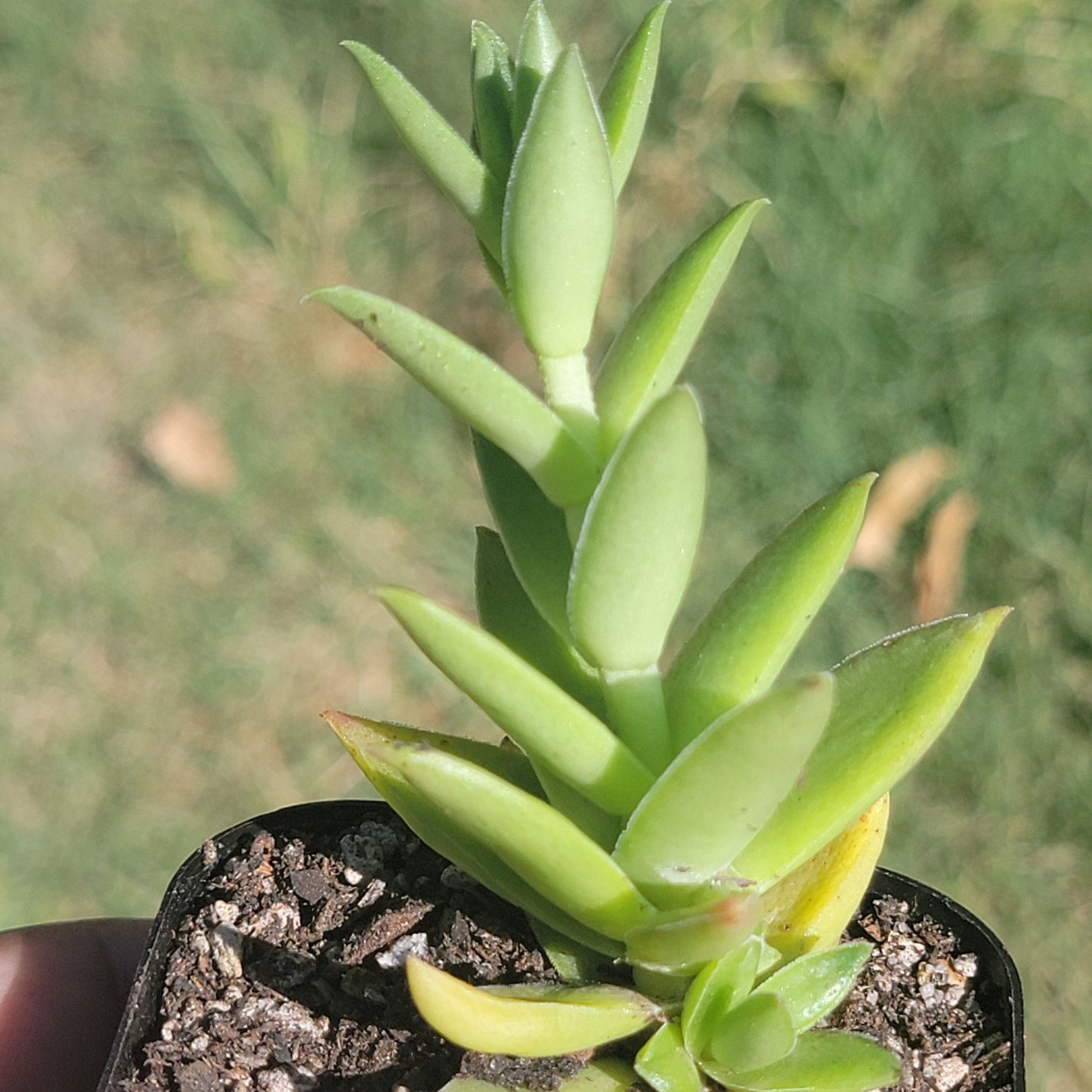 Crassula 'Feu de camp'