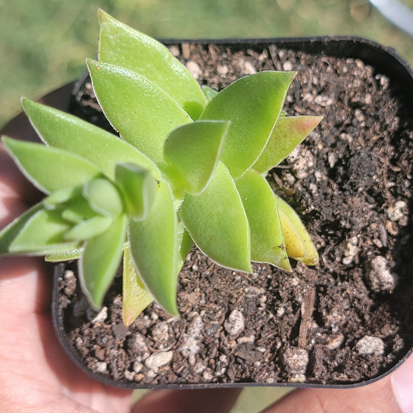 Crassula 'Fogata'