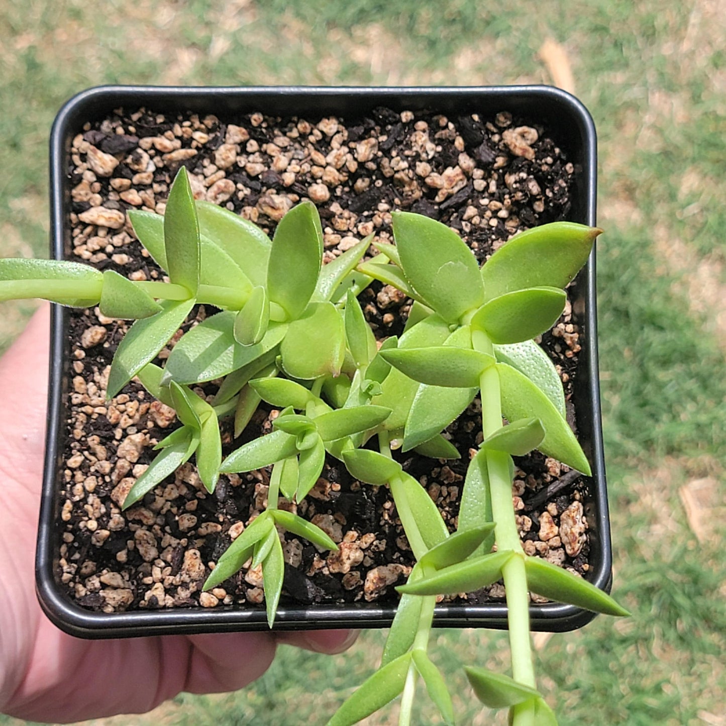 Crassula 'Fogata'